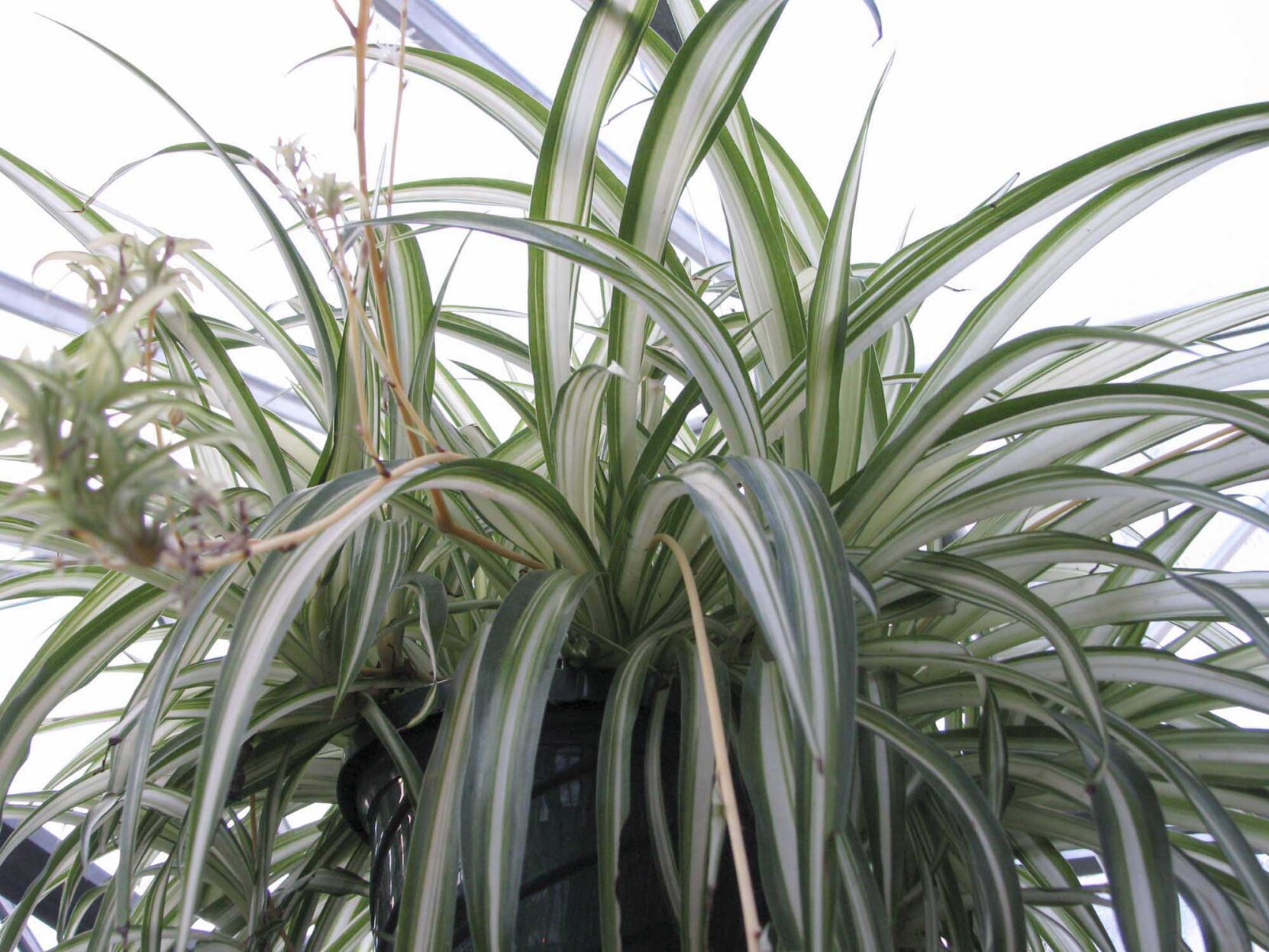 Gardening Houseplant Care